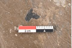 Foto (Detailansicht) von Quercus drymeja Unger (NHMW-GEO-2024-0188-8056b)
